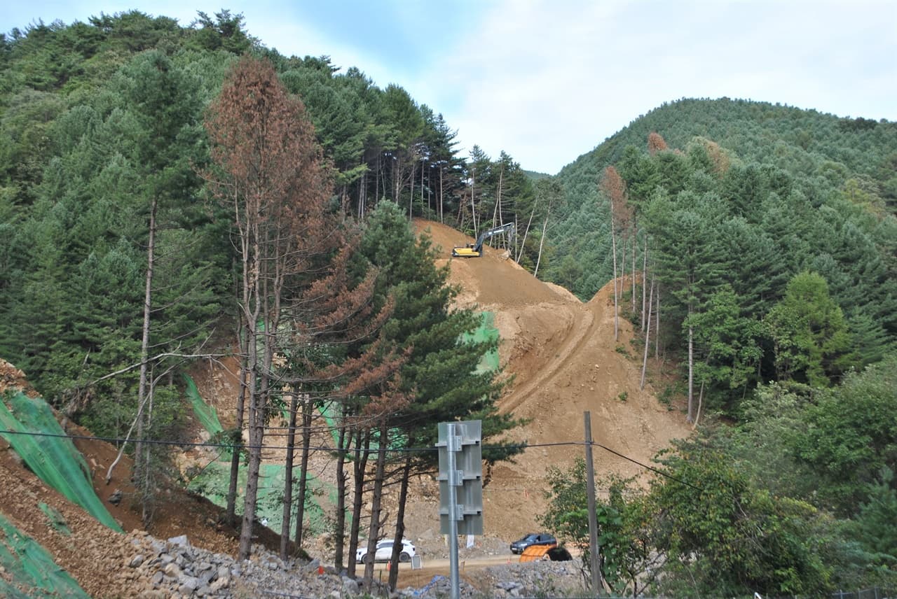 The Tragedy of Korea's Largest Pine Nut Region